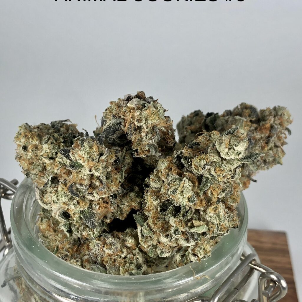 animal cookie #8